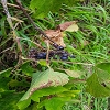 Plants: image 75 Of 208 Thumb